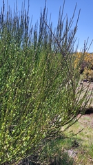 Cytisus scoparius image