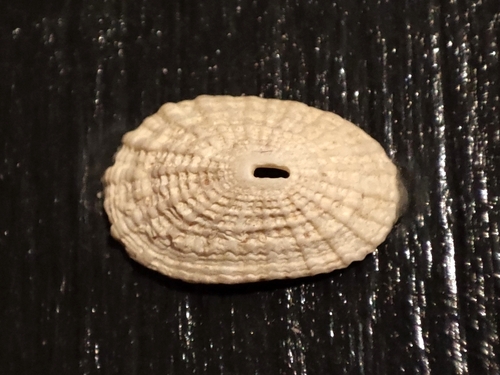 Common Keyhole Limpet