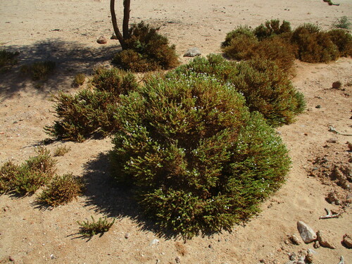 Image of Jamesbrittenia maxii by no rights reserved