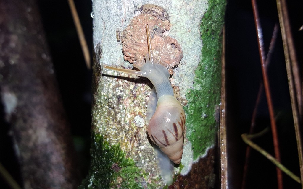 Drymaeus semistriatus