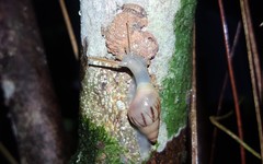 Drymaeus semistriatus