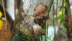 Drymaeus semistriatus