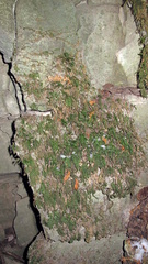 Thamnobryum alleghaniense