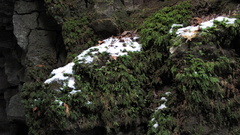 Thamnobryum alleghaniense