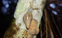 Drymaeus semistriatus