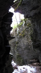 Thamnobryum alleghaniense