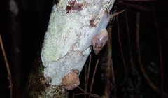 Drymaeus semistriatus