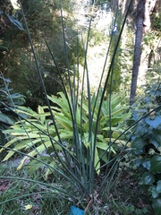 Strelitzia juncea