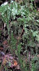 Thamnobryum alleghaniense