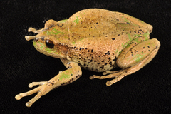 Gastrotheca riobambae