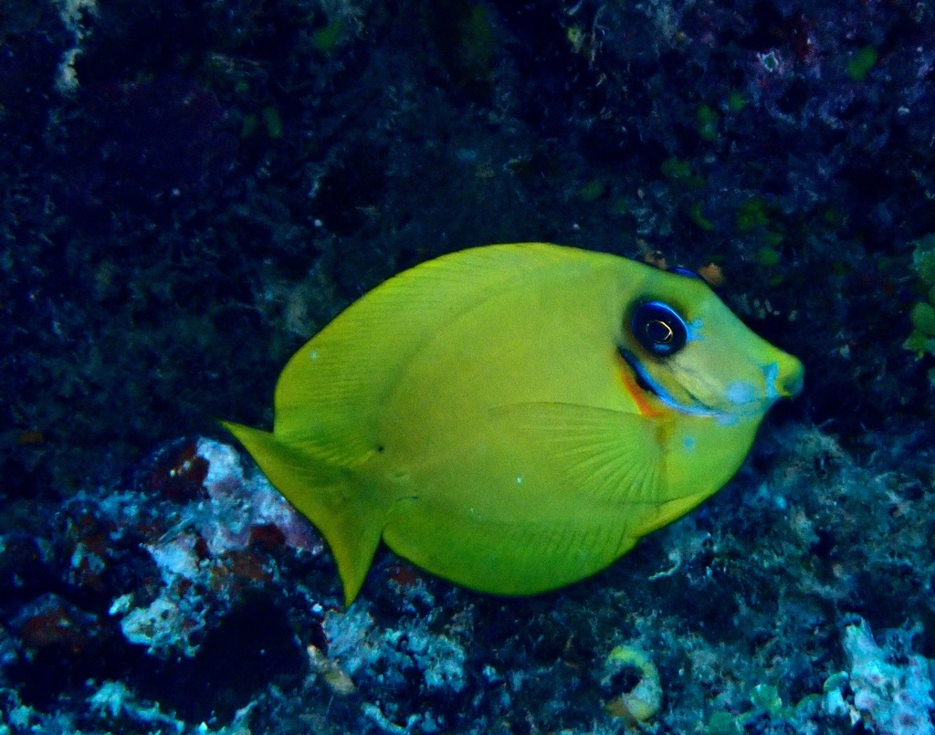 Chocolate surgeonfish