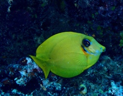 Acanthurus pyroferus