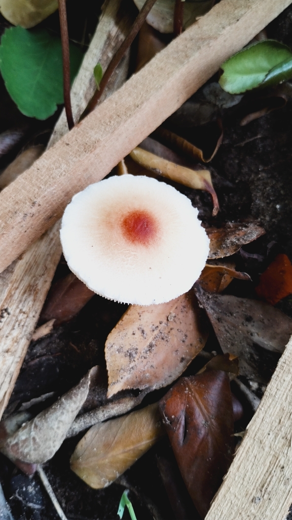 Lepiota cristata · March 2023 · photo: © luiscapeletti (iNaturalist, cc0)