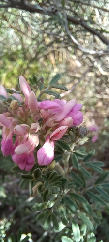 Image of Indigofera brachystachya by (c) Adele SL, some rights reserved (CC BY)