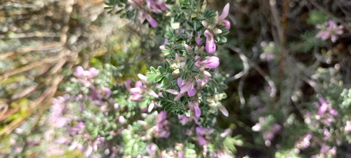 Image of Indigofera brachystachya by (c) Adele SL, some rights reserved (CC BY)