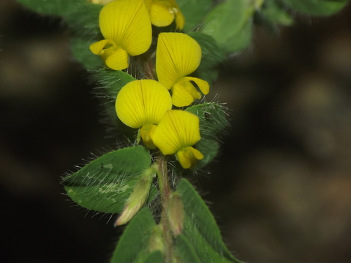 Crotalaria hebecarpa