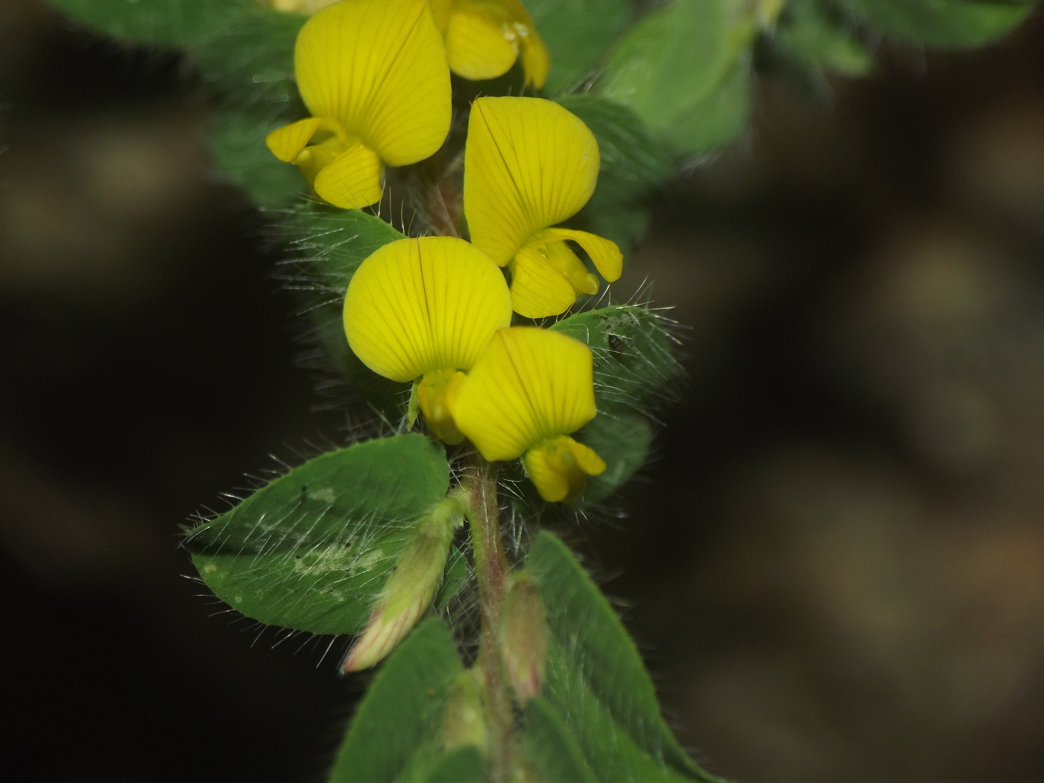 Crotalaria hebecarpa
