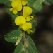 Crotalaria hebecarpa - Photo (c) Aditya Bari, some rights reserved (CC BY-NC), uploaded by Aditya Bari