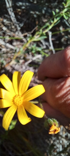 Image of Osteospermum polygaloides by (c) Adele SL, some rights reserved (CC BY)