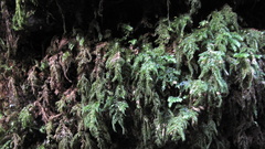 Thamnobryum alleghaniense