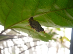 Eueides isabella eva