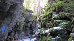 Thamnobryum alleghaniense