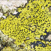 Yellow Map Lichen - Photo (c) Amadej Trnkoczy, some rights reserved (CC BY-NC-SA)
