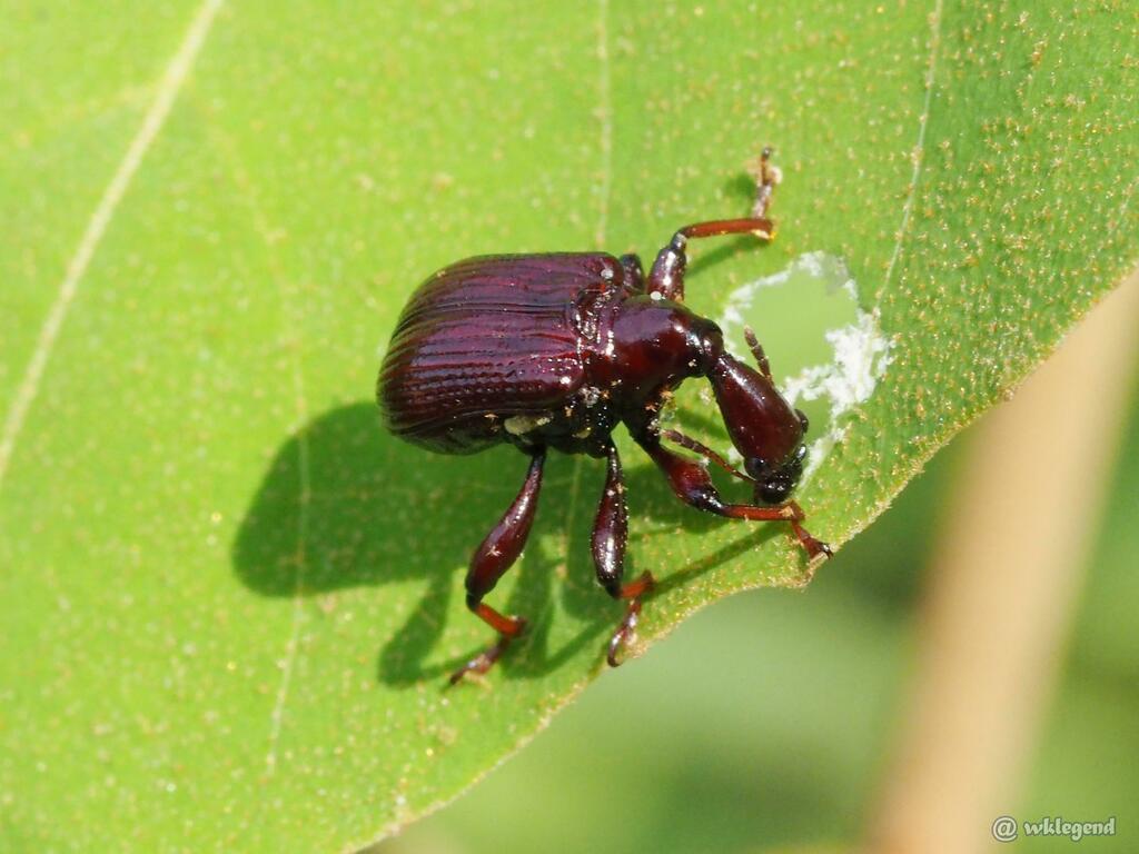 Paracycnotrachelus from 香港船灣 on April 16, 2023 at 02:52 PM by wklegend# ...