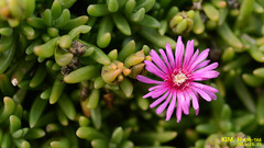 Lampranthus spectabilis