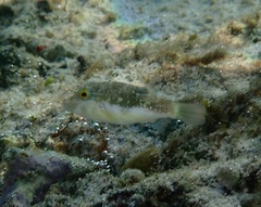 Canthigaster bennetti