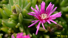 Lampranthus spectabilis