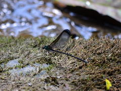 Psolodesmus mandarinus dorothea