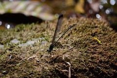 Psolodesmus mandarinus dorothea