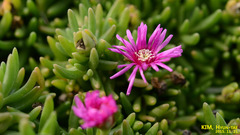 Lampranthus spectabilis
