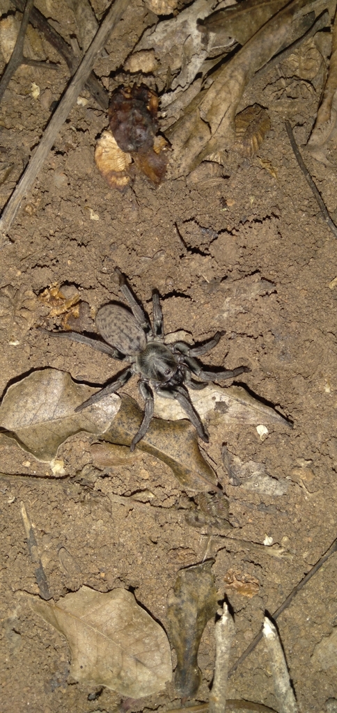 Neodiplothele irregularis