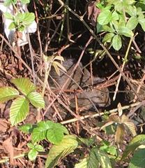 Cavia aperea anolaimae