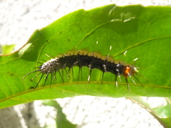 Eueides isabella eva