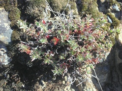 Epilobium nivium