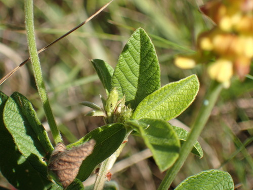 Image of Eriosema preptum by (c) Mahomed Desai, some rights reserved (CC BY)
