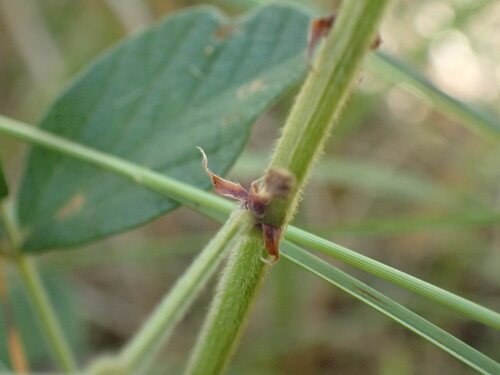 Image of Eriosema preptum by (c) Mahomed Desai, some rights reserved (CC BY)