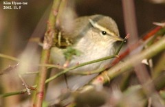 Phylloscopus inornatus