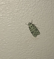 Izatha peroneanella
