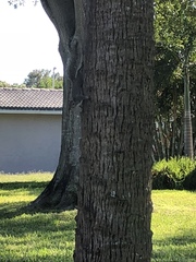 Sciurus carolinensis