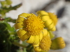 Chamomile-leaved Groundsel - Photo (c) guillaume_papuga, some rights reserved (CC BY-NC), uploaded by guillaume_papuga