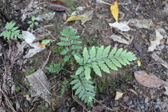 Asplenium × lucrosum