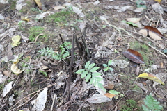 Asplenium × lucrosum
