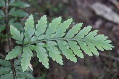 Asplenium × lucrosum