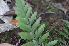 Asplenium × lucrosum