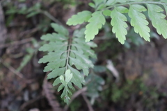 Asplenium × lucrosum