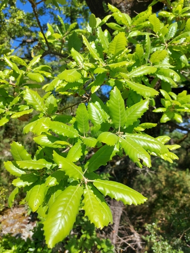 Portuguese oak